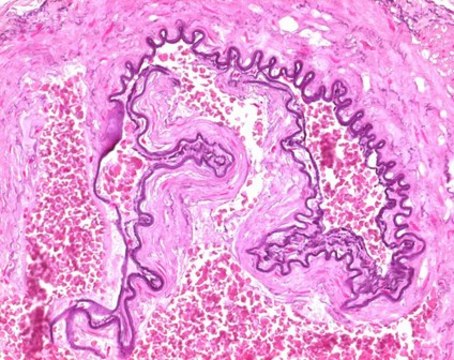 ELASTIN staining solution acc. to Weigert for microscopy