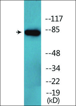 Anti-phospho-CD44 (pSer706) antibody produced in rabbit affinity isolated antibody