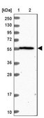 Anti-OSBPL2 antibody produced in rabbit Prestige Antibodies® Powered by Atlas Antibodies, affinity isolated antibody, buffered aqueous glycerol solution