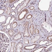 Anti-WWC1 antibody produced in rabbit Prestige Antibodies® Powered by Atlas Antibodies, affinity isolated antibody, buffered aqueous glycerol solution