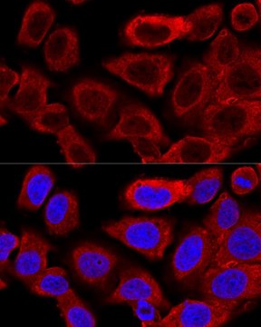 Anti- DRP1 antibody produced in rabbit