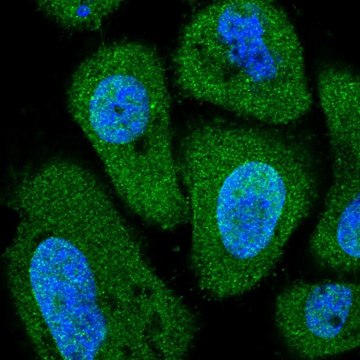 Anti-PITPNC1 antibody produced in rabbit Prestige Antibodies&#174; Powered by Atlas Antibodies, affinity isolated antibody