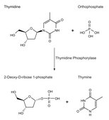 胸苷磷酸化酶，重组 来源于大肠杆菌 recombinant, expressed in E. coli, Suitable for manufacturing of diagnostic kits and reagents, buffered aqueous solution, ≥500 units/mL