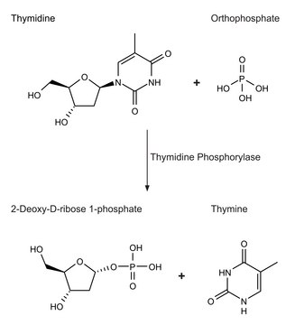 胸苷磷酸化酶，重组 来源于大肠杆菌 recombinant, expressed in E. coli, buffered aqueous solution, &#8805;500&#160;units/mL