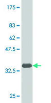 Monoclonal Anti-NKX6-1 antibody produced in mouse clone 1B7, purified immunoglobulin, buffered aqueous solution