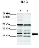 Anti-IL1B (N-terminal) antibody produced in rabbit affinity isolated antibody