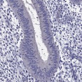 Anti-POU2F2 antibody produced in rabbit Prestige Antibodies® Powered by Atlas Antibodies, affinity isolated antibody, buffered aqueous glycerol solution