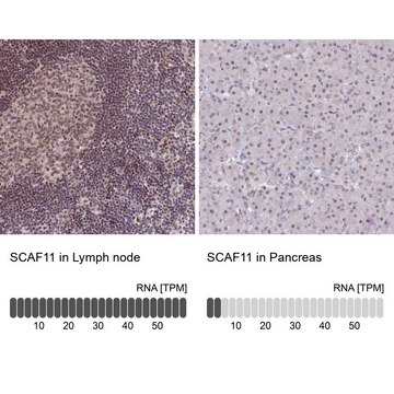 Anti-SCAF11 antibody produced in rabbit Prestige Antibodies® Powered by Atlas Antibodies, affinity isolated antibody, buffered aqueous glycerol solution