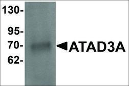 Anti-ATAD3A antibody produced in rabbit affinity isolated antibody