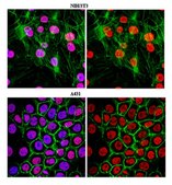 Anti-trimethyl Histone H3 (Lys27) Antibody, clone 18E9.1, Trial Size clone 18E9.1, from mouse