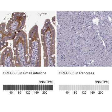 Anti-CREB3L3 antibody produced in rabbit Prestige Antibodies&#174; Powered by Atlas Antibodies, affinity isolated antibody, buffered aqueous glycerol solution