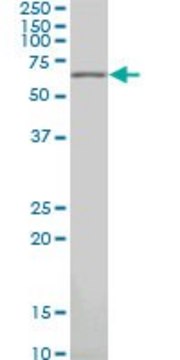 Monoclonal Anti-PAX7 antibody produced in mouse clone 3C9, purified immunoglobulin, buffered aqueous solution