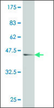 ANTI-ATOH1 antibody produced in mouse clone 4D10, purified immunoglobulin, buffered aqueous solution