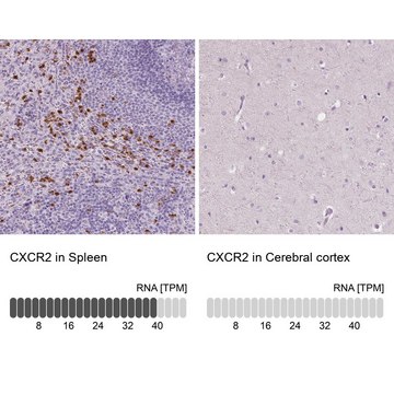 抗-CXCR2 兔抗 Prestige Antibodies&#174; Powered by Atlas Antibodies, affinity isolated antibody, buffered aqueous glycerol solution