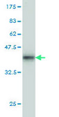 Monoclonal Anti-NFX1 antibody produced in mouse clone 1D12, purified immunoglobulin, buffered aqueous solution