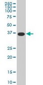 Monoclonal Anti-MEOX2 antibody produced in mouse clone 5A6, purified immunoglobulin, buffered aqueous solution