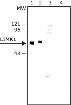 Anti-LIM Kinase 1 antibody produced in rabbit IgG fraction of antiserum, buffered aqueous solution