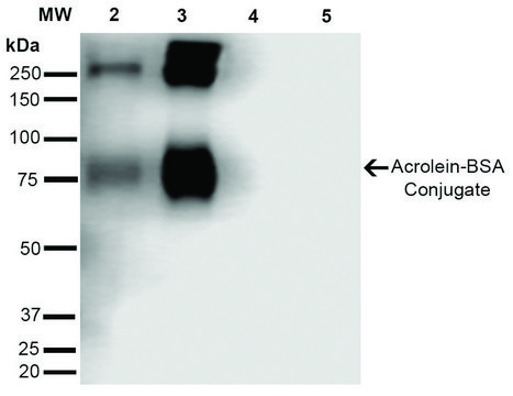 Monoclonal Anti-Acrolein-Atto 488 antibody produced in mouse clone 10A10