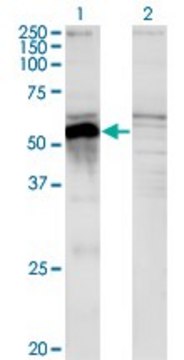 Monoclonal Anti-POU3F2 antibody produced in mouse clone 6F6, purified immunoglobulin, buffered aqueous solution