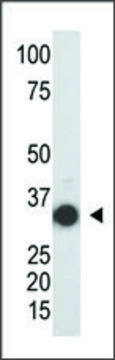 Anti-SULT2A (N-term) antibody produced in rabbit IgG fraction of antiserum, buffered aqueous solution