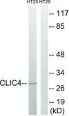 Anti-CLIC4 antibody produced in rabbit affinity isolated antibody