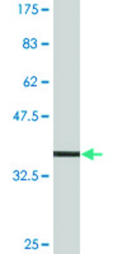 Monoclonal Anti-MYO9A antibody produced in mouse clone 4C11, purified immunoglobulin, buffered aqueous solution