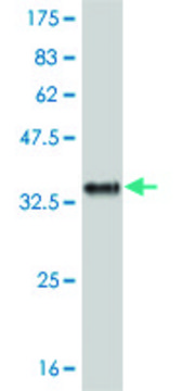 Monoclonal Anti-IL8 antibody produced in mouse clone 4F1, purified immunoglobulin, buffered aqueous solution