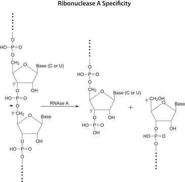 核糖核酸酶A 来源于牛胰腺 Type XII-A, &#8805;90% (SDS-PAGE), 75-125&#160;Kunitz units/mg protein