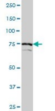 Monoclonal Anti-SCYL1, (C-terminal) antibody produced in mouse clone 2E5, purified immunoglobulin, buffered aqueous solution