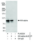 Rabbit anti-IKK-alpha Antibody, Affinity Purified Powered by Bethyl Laboratories, Inc.