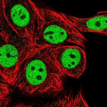 Anti-RCOR1 antibody produced in rabbit Prestige Antibodies&#174; Powered by Atlas Antibodies, affinity isolated antibody