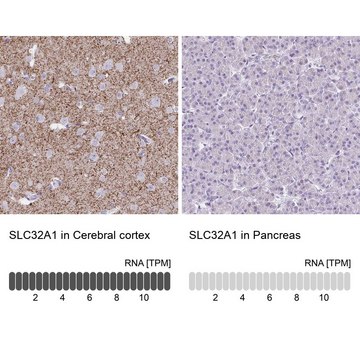 Anti-VGAT antibody produced in rabbit Prestige Antibodies&#174; Powered by Atlas Antibodies, affinity isolated antibody, buffered aqueous glycerol solution