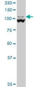 Monoclonal Anti-MTHFD1L antibody produced in mouse clone 1E8, purified immunoglobulin, buffered aqueous solution