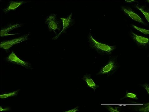 Monoclonal Anti-RBP7, (C-terminal) antibody produced in mouse clone 4F4, purified immunoglobulin, buffered aqueous solution