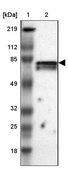 Anti-CCDC22 antibody produced in rabbit Prestige Antibodies® Powered by Atlas Antibodies, affinity isolated antibody, buffered aqueous glycerol solution