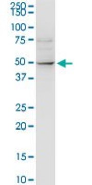 Anti-ALLC antibody produced in rabbit purified immunoglobulin, buffered aqueous solution