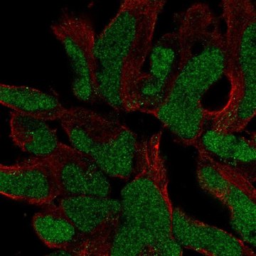 Anti-SOX21 antibody produced in rabbit Prestige Antibodies&#174; Powered by Atlas Antibodies, affinity isolated antibody