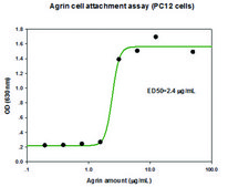 Agrin Human Recombinant, cell culture tested, expressed in HEK 293 cells