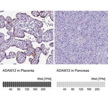 抗-ADAM12 兔抗 Prestige Antibodies&#174; Powered by Atlas Antibodies, affinity isolated antibody, buffered aqueous glycerol solution