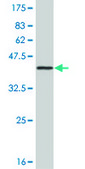 Monoclonal Anti-PBK antibody produced in mouse clone 4A10, purified immunoglobulin, buffered aqueous solution