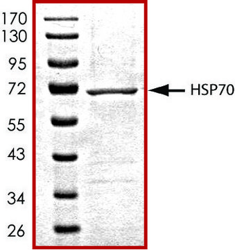 HSP70, His tagged human recombinant, expressed in baculovirus infected Sf9 cells, &#8805;70% (SDS-PAGE), buffered aqueous glycerol solution