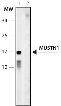 Anti-MUSTN1 (6-20) antibody produced in rabbit IgG fraction of antiserum