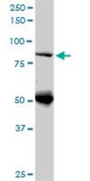 Monoclonal Anti-DNAJC10 antibody produced in mouse clone 3A8, ascites fluid