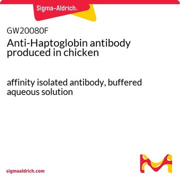 Anti-Haptoglobin antibody produced in chicken affinity isolated antibody, buffered aqueous solution