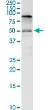 Anti-SLC3A2 antibody produced in rabbit IgG fraction of antiserum, buffered aqueous solution