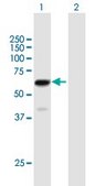 Anti-ZNF530 antibody produced in mouse purified immunoglobulin, buffered aqueous solution