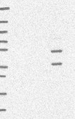 Anti-E4F1 antibody produced in rabbit Prestige Antibodies® Powered by Atlas Antibodies, affinity isolated antibody, buffered aqueous glycerol solution