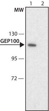 Anti-GEP100 antibody produced in rabbit ~1.0&#160;mg/mL, affinity isolated antibody, buffered aqueous solution