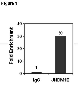 ChIPAb+ JHDM1B抗体 from rabbit, purified by affinity chromatography