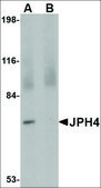Anti-JPH4 (ab1) antibody produced in rabbit affinity isolated antibody, buffered aqueous solution